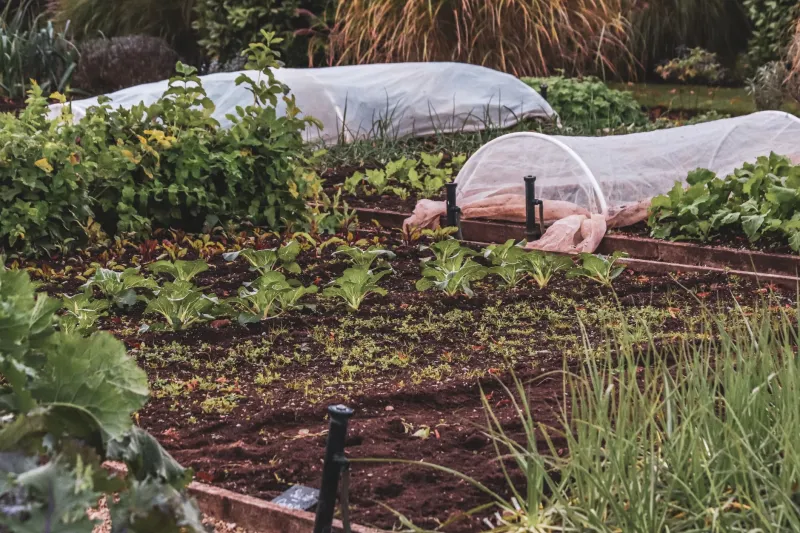 The Backyard Garden Was Once Basic Survival. Now It's a Hobby for People With Time on Their Hands.